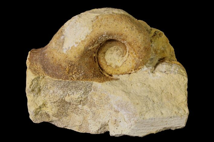 Ordovician Gastropod (Salpingostoma) Fossil - Wisconsin #162965